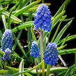 Modřenec arménský 'Atlantic' - Muscari armeniacum 'Atlantic'