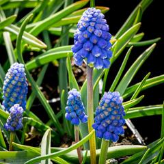 Modřenec arménský 'Atlantic' - Muscari armeniacum 'Atlantic'