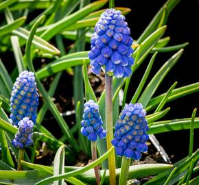 Modřenec arménský 'Atlantic' - Muscari armeniacum 'Atlantic'