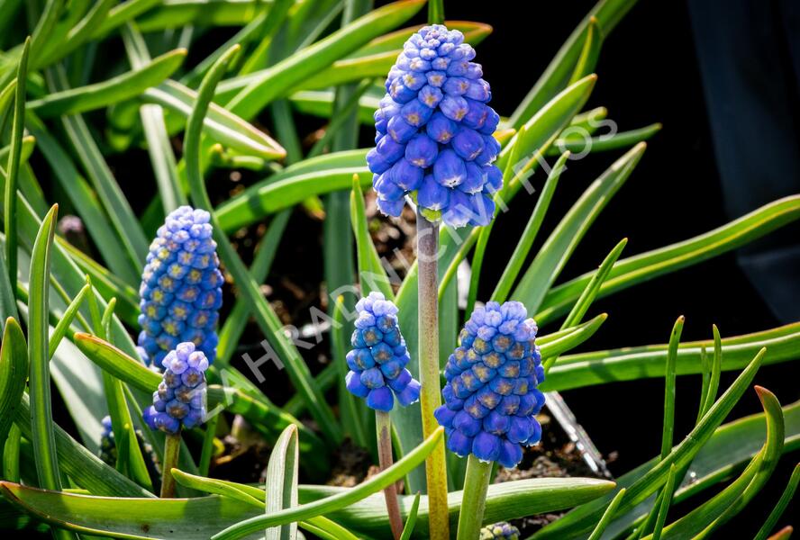 Modřenec arménský 'Atlantic' - Muscari armeniacum 'Atlantic'