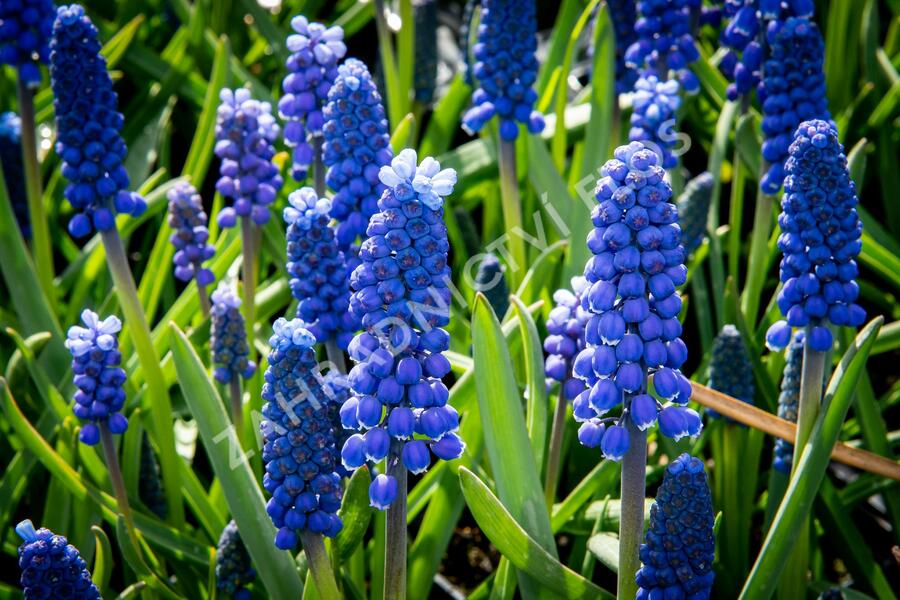 Modřenec arménský 'Alida' - Muscari armeniacum 'Alida'