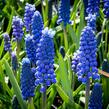 Modřenec arménský 'Alida' - Muscari armeniacum 'Alida'