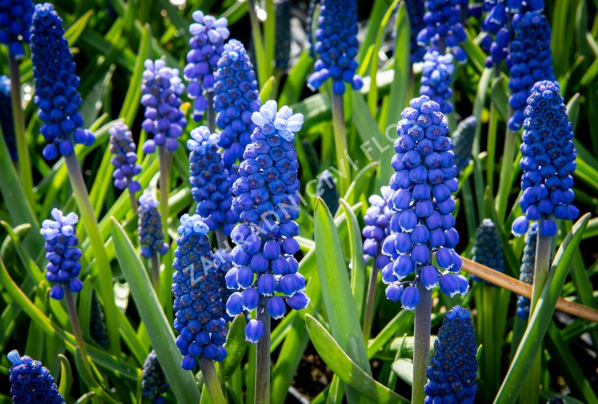 Modřenec arménský 'Alida' - Muscari armeniacum 'Alida'