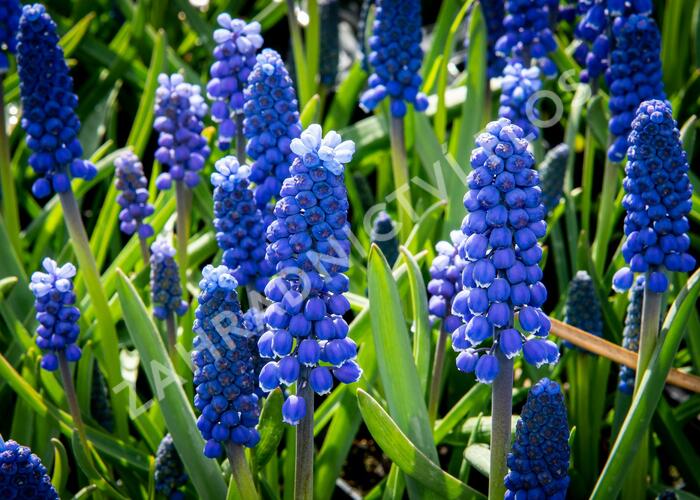 Modřenec arménský 'Alida' - Muscari armeniaca 'Alida'