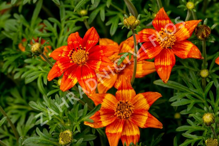 Dvouzubec 'Bidy Bop Flame' - Bidens 'Bidy Bop Flame'