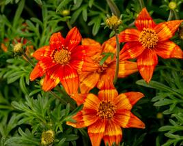 Dvouzubec 'Bidy Bop Flame'