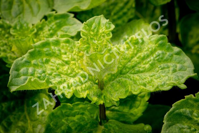 Máta hajní 'Japanese Mojito Mint' - Mentha nemorosa 'Japanese Mojito Mint'