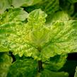 Máta hajní 'Japanese Mojito Mint' - Mentha nemorosa 'Japanese Mojito Mint'