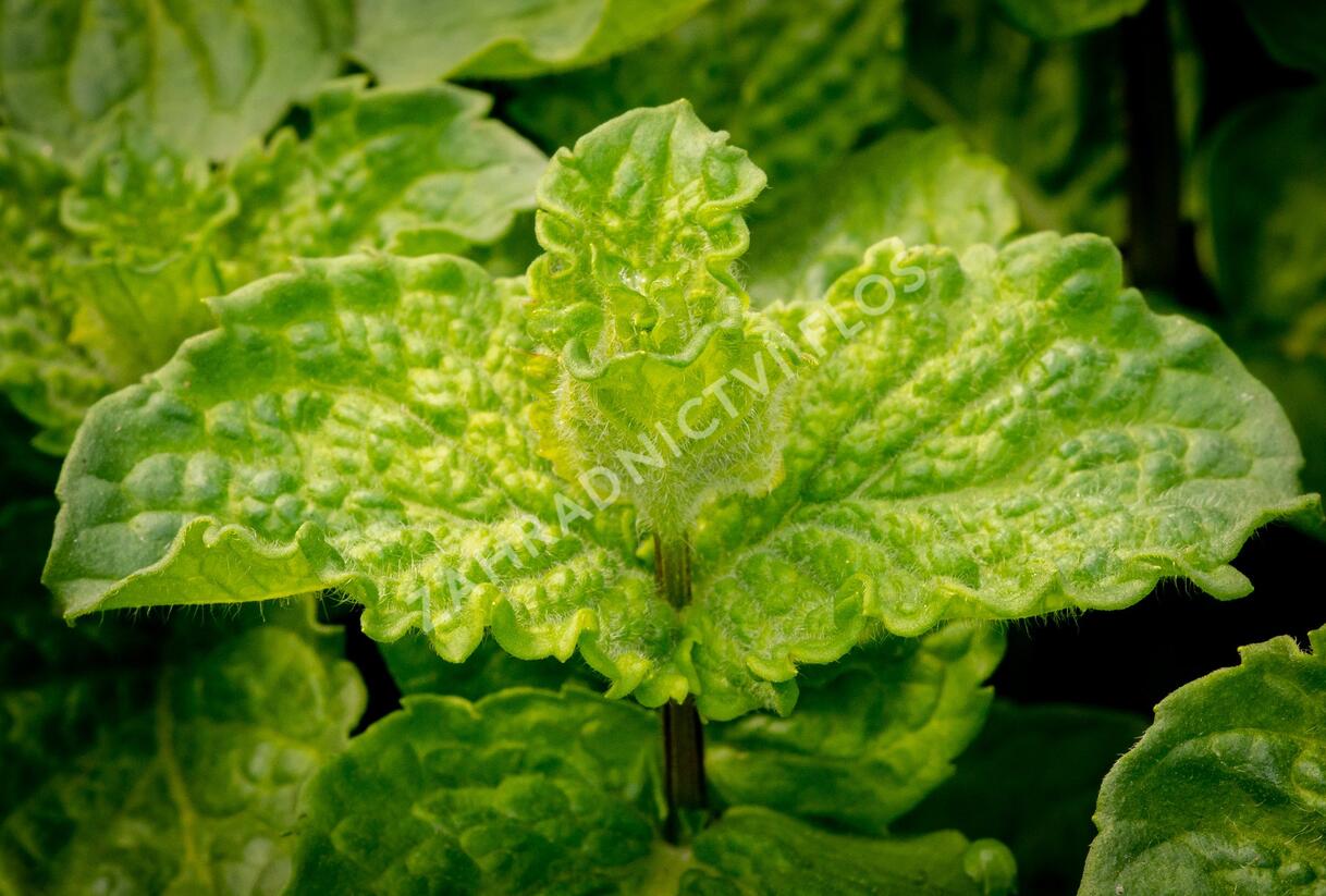 Máta hajní 'Japanese Mojito Mint' - Mentha nemorosa 'Japanese Mojito Mint'