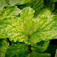 Máta hajní 'Japanese Mojito Mint' - Mentha nemorosa 'Japanese Mojito Mint'