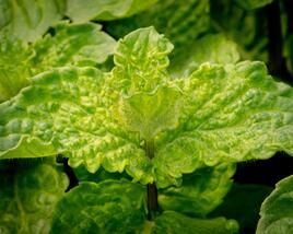 Máta hajní 'Japanese Mojito Mint'