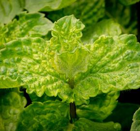 Máta hajní 'Japanese Mojito Mint' - Mentha nemorosa 'Japanese Mojito Mint'