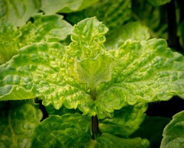 Máta hajní 'Japanese Mojito Mint'