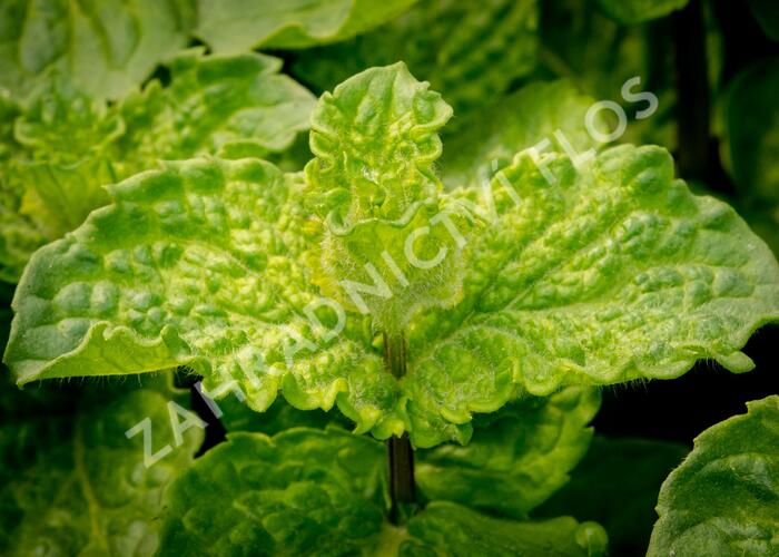 Máta hajní 'Japanese Mojito Mint' - Mentha nemorosa 'Japanese Mojito Mint'