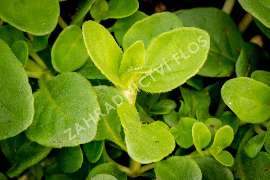 Máta klasnatá 'Banana Mint' - Mentha spicata 'Banana Mint'