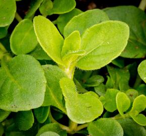 Máta klasnatá 'Banana Mint' - Mentha spicata 'Banana Mint'