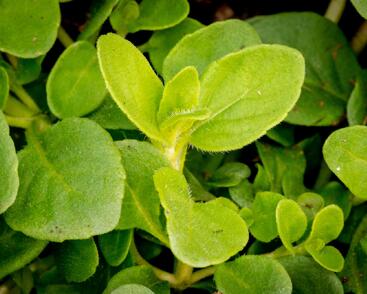 Máta klasnatá 'Banana Mint'