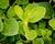 Máta klasnatá 'Banana Mint'