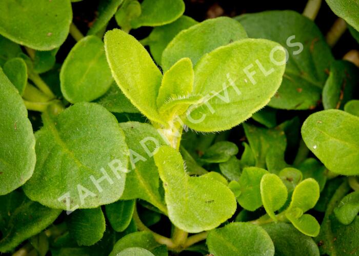 Máta klasnatá 'Banana Mint' - Mentha spicata 'Banana Mint'