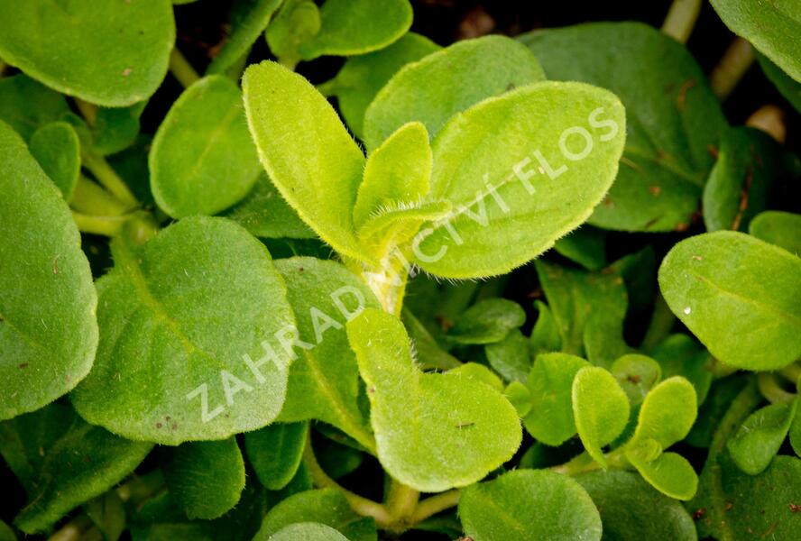 Máta klasnatá 'Banana Mint' - Mentha spicata 'Banana Mint'
