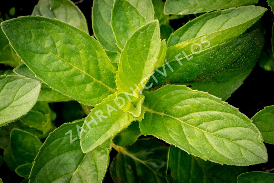 Máta klasnatá 'Hillary's Sweet Lemon' - Mentha spicata 'Hillary's Sweet Lemon'