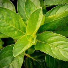 Máta klasnatá 'Hillary's Sweet Lemon' - Mentha spicata 'Hillary's Sweet Lemon'