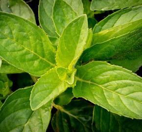 Máta klasnatá 'Hillary's Sweet Lemon' - Mentha spicata 'Hillary's Sweet Lemon'