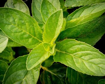 Máta klasnatá 'Hillary's Sweet Lemon'