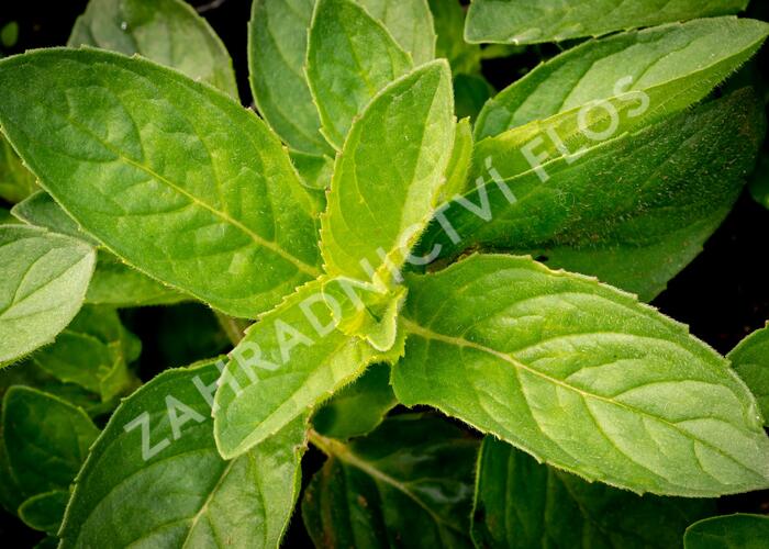 Máta klasnatá 'Hillary's Sweet Lemon' - Mentha spicata 'Hillary's Sweet Lemon'