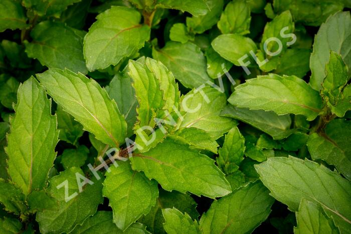 Máta klasnatá 'Chewing Gum' - Mentha spicata 'Chewing Gum'