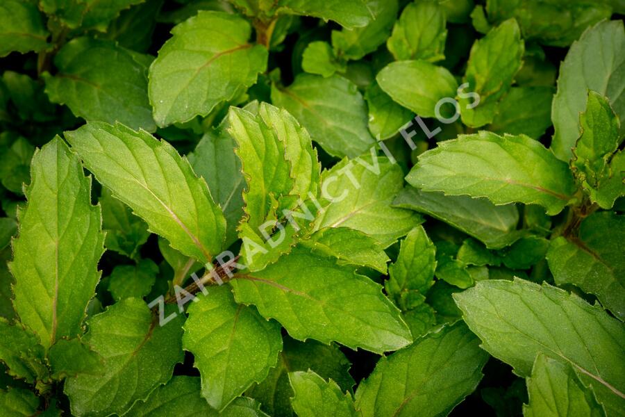 Máta klasnatá 'Chewing Gum' - Mentha spicata 'Chewing Gum'