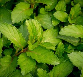 Máta klasnatá 'Chewing Gum' - Mentha spicata 'Chewing Gum'