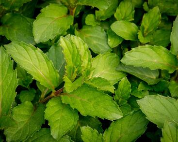 Máta klasnatá 'Chewing Gum'