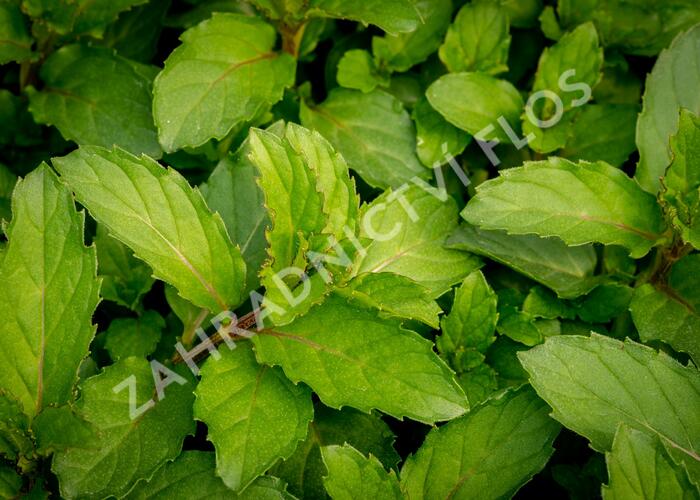 Máta klasnatá 'Chewing Gum' - Mentha spicata 'Chewing Gum'