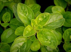 Oregano obecné, dobromysl 'Margeritha' - Origanum vulgare 'Margeritha'