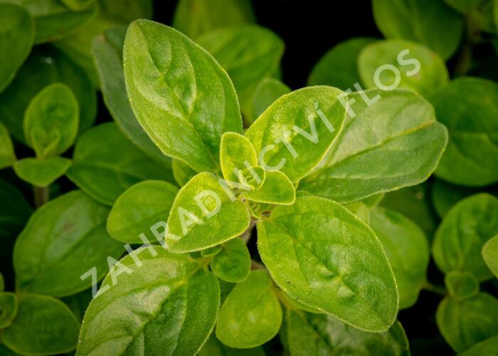 Dobromysl obecná 'Margeritha' - Origanum vulgare 'Margeritha'