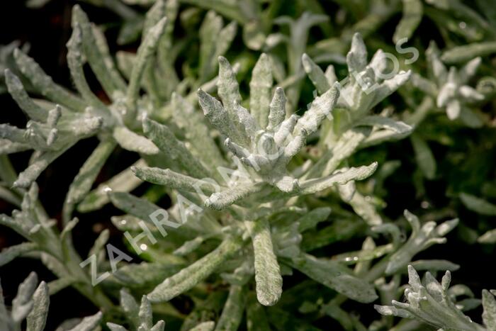 Smil italský 'Silvio Bushy' - Helichrysum italicum 'Silvio Bushy'
