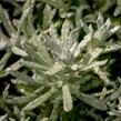 Smil italský 'Silvio Bushy' - Helichrysum italicum 'Silvio Bushy'