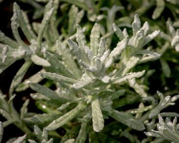 Smil italský 'Silvio Bushy'