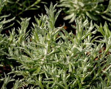 Smil italský 'Silvio Moundy'