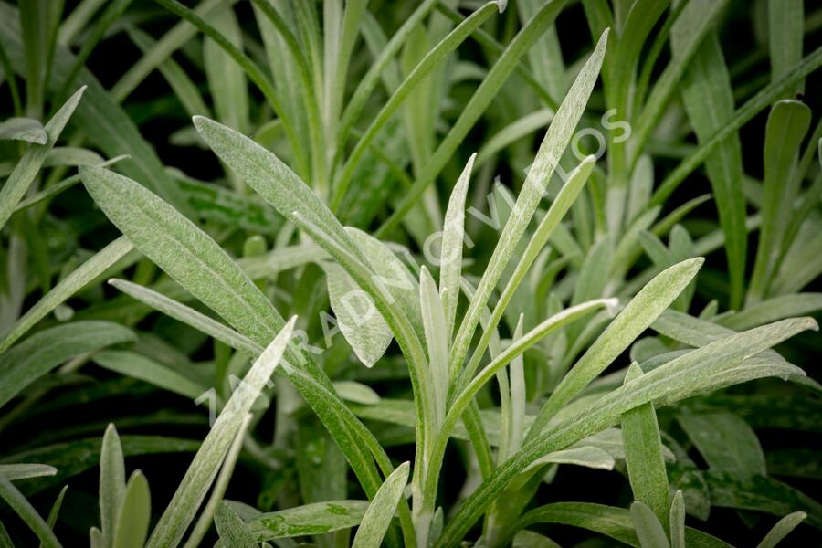 Smil italský 'Silvio Tall' - Helichrysum italicum 'Silvio Tall'