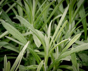 Smil italský 'Silvio Tall'