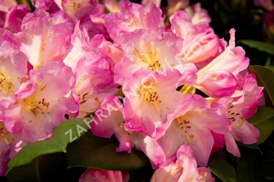 Pěnišník 'Eucharities' - Rhododendron (T) 'Eucharities'