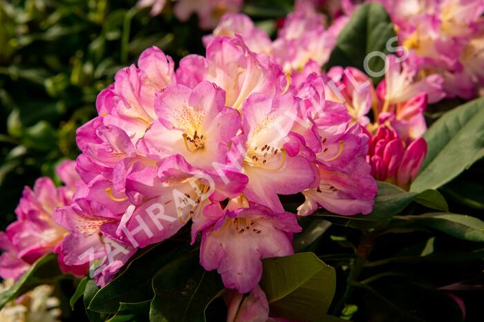 Pěnišník 'Eucharities' - Rhododendron (T) 'Eucharities'