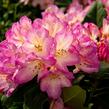 Pěnišník 'Eucharities' - Rhododendron (T) 'Eucharities'