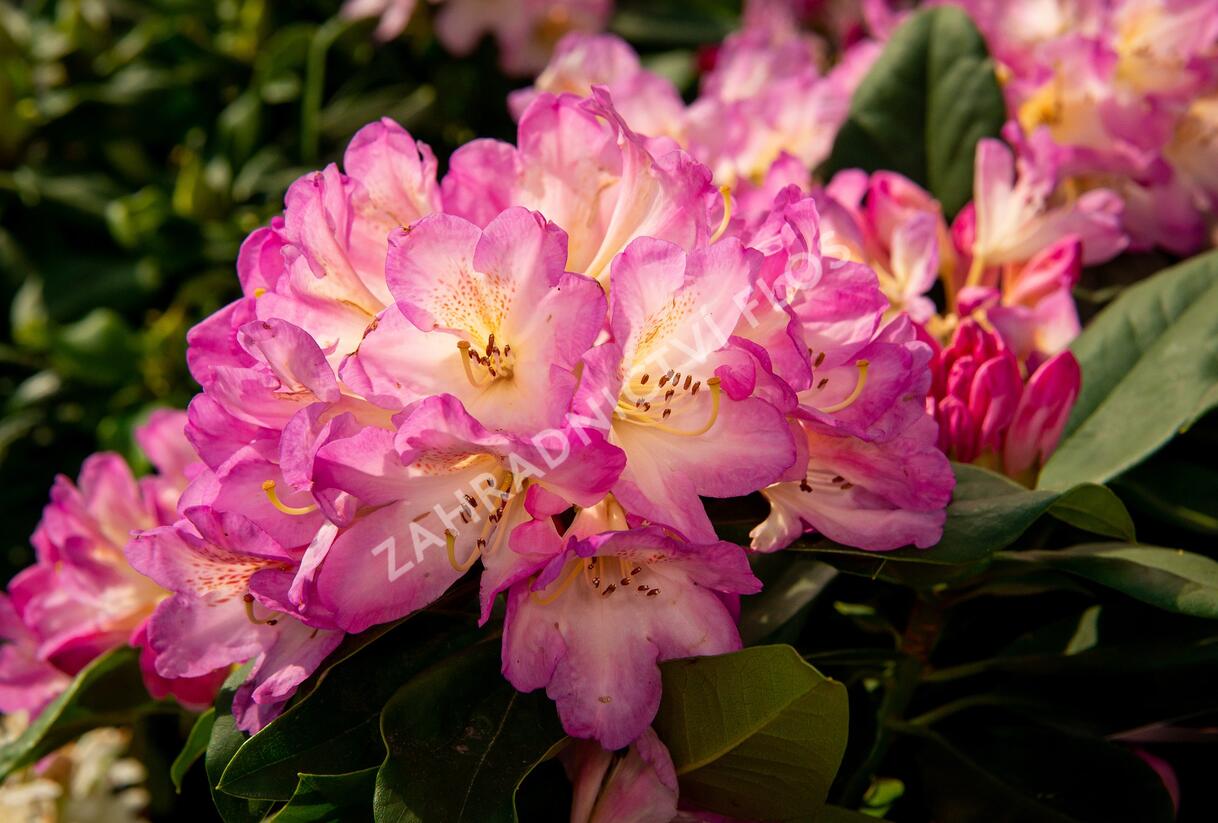 Pěnišník 'Eucharities' - Rhododendron (T) 'Eucharities'