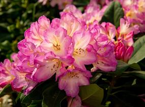 Pěnišník 'Eucharities' - Rhododendron (T) 'Eucharities'
