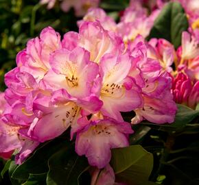 Pěnišník 'Eucharities' - Rhododendron (T) 'Eucharities'