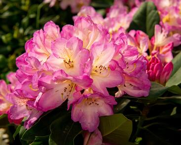 Pěnišník 'Eucharities'