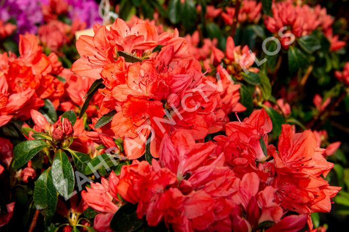 Azalka japonská 'Orange Beauty' - Azalea japonica 'Orange Beauty'